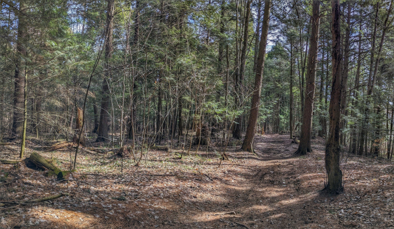 Ma forêt enchantée