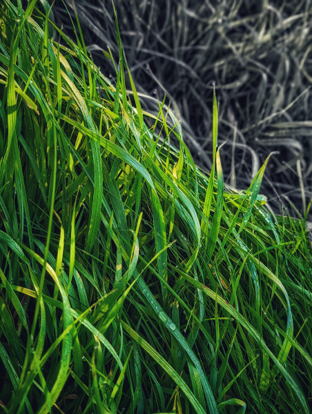 L'herbe sous le pied