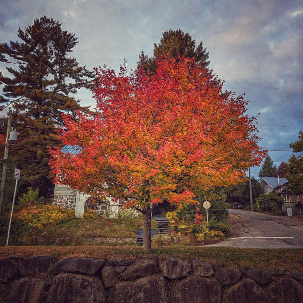 Couleurs d'automne